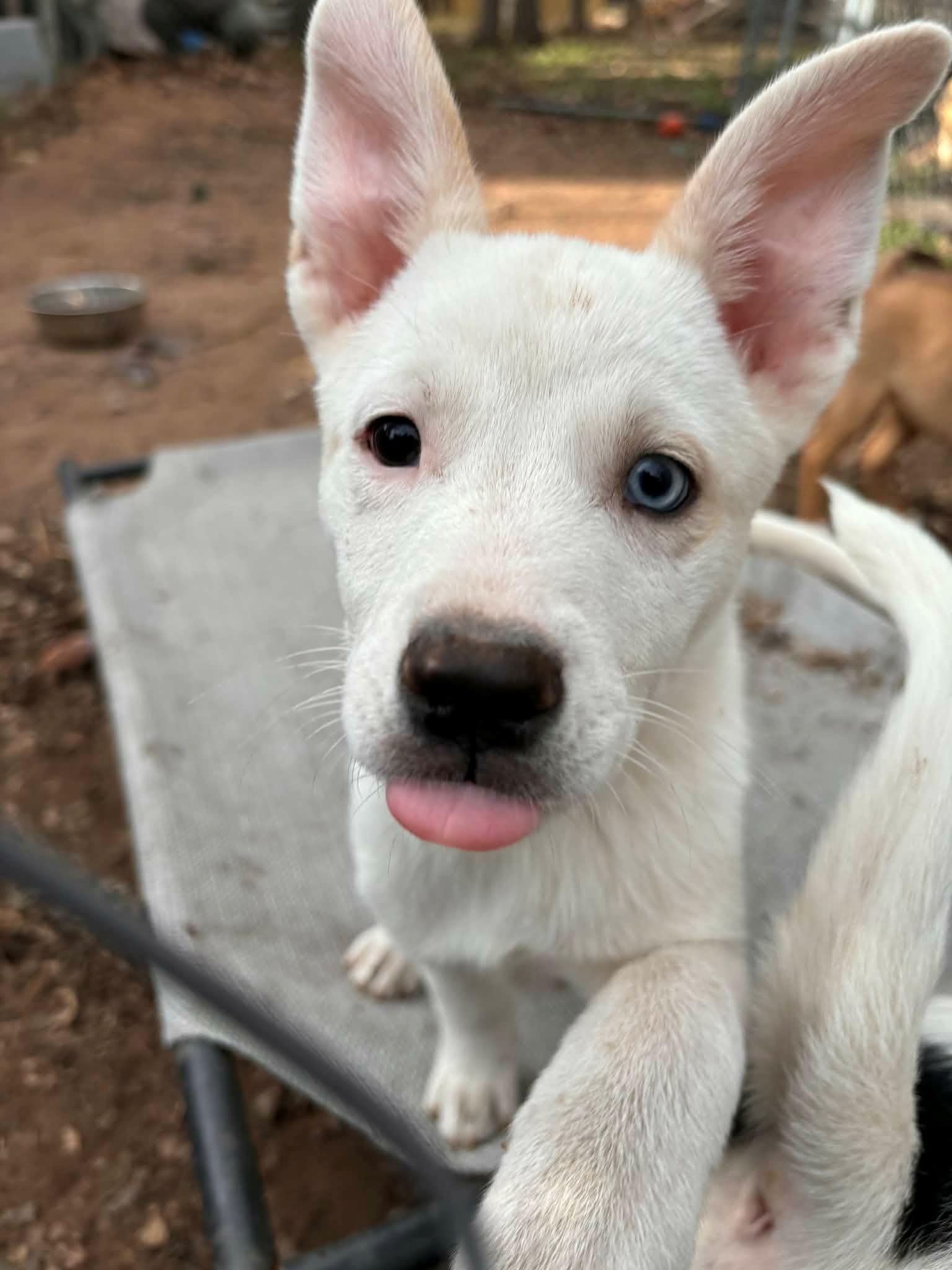 Roxy, adopted, Puppy Female Fox Terrier.