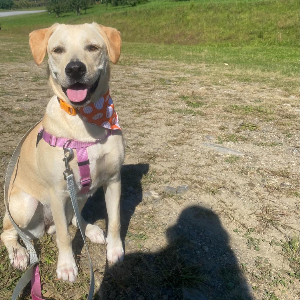 CT Layla (Home in Bethel CT), a Adoptable mixed breed in Eastford, CT image 2/5