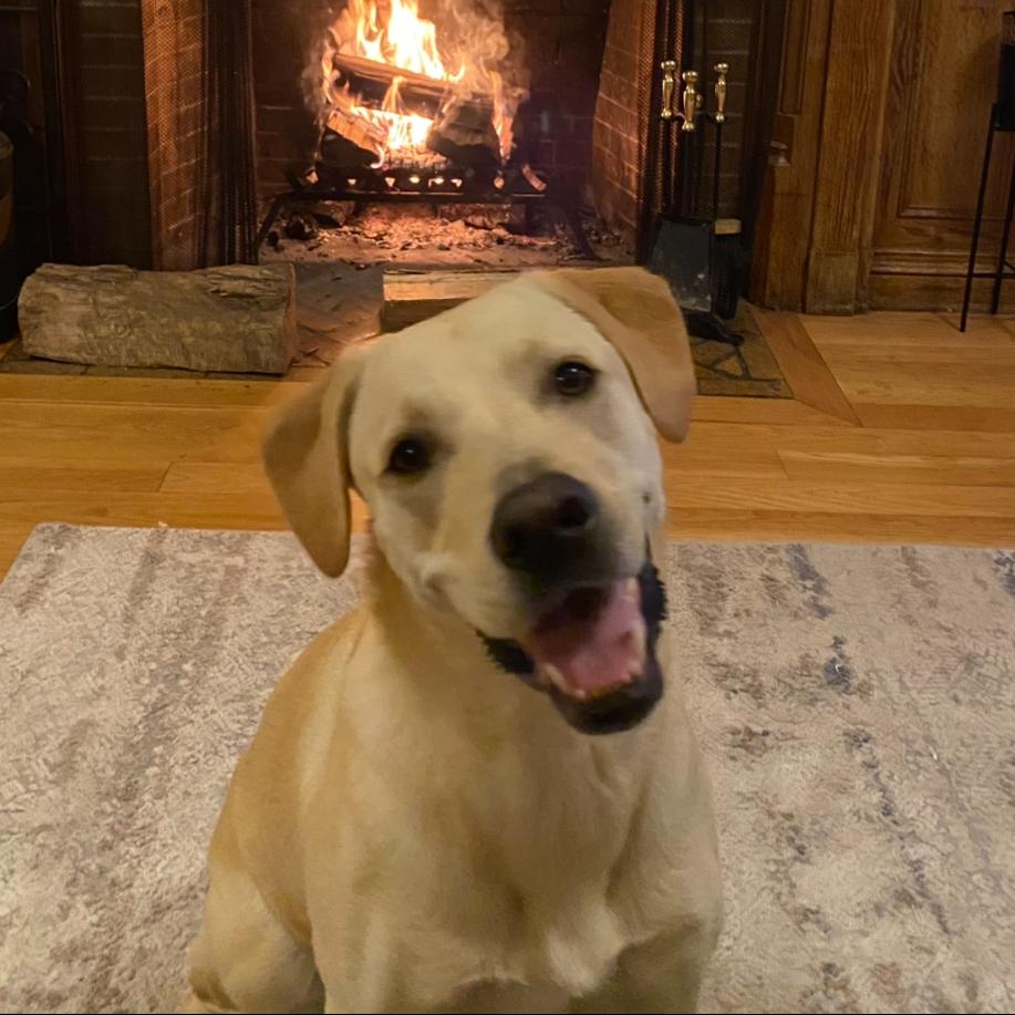 CT Layla (Home in Bethel CT), a Adoptable mixed breed in Eastford, CT image 4/5