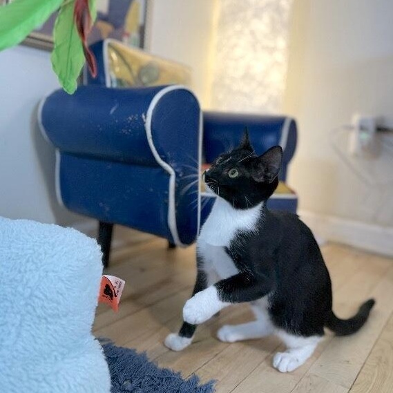 Enlarge Wednesday Ortega, a Adoptable mixed breed in Friendswood, TX image 6/6