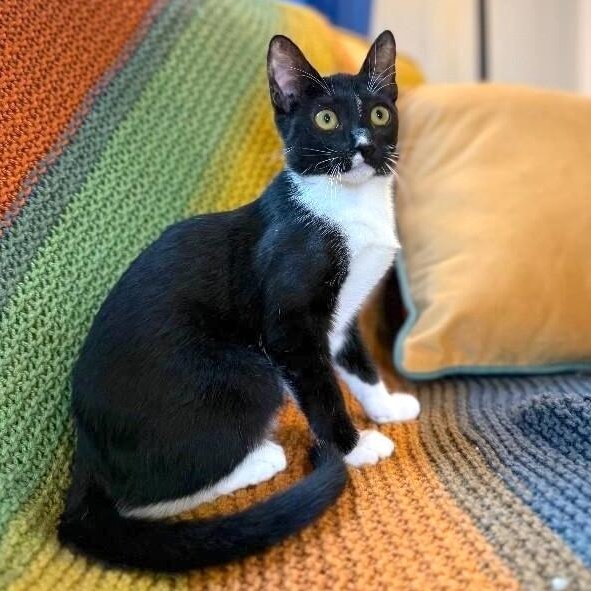 Enlarge Wednesday Ortega, a Adoptable mixed breed in Friendswood, TX image 1/6