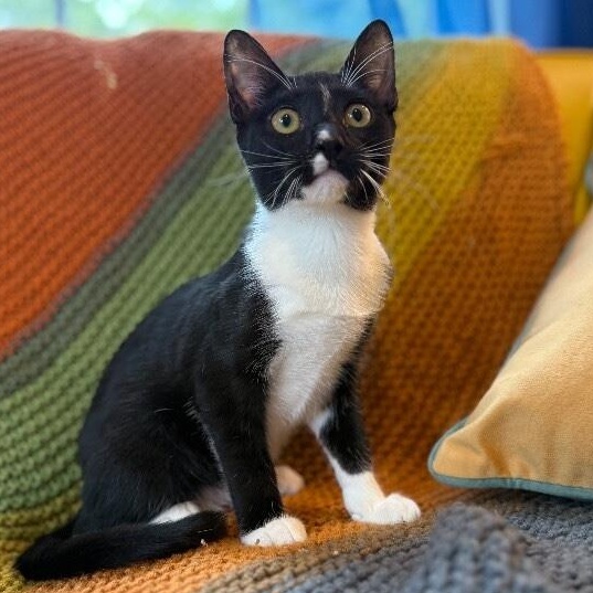 Enlarge Wednesday Ortega, a Adoptable mixed breed in Friendswood, TX image 5/6