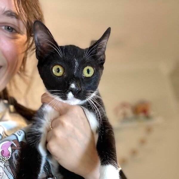 Enlarge Wednesday Ortega, a Adoptable mixed breed in Friendswood, TX image 4/6