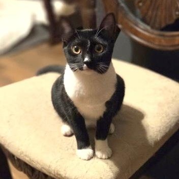 Enlarge Wednesday Ortega, a Adoptable mixed breed in Friendswood, TX image 3/6