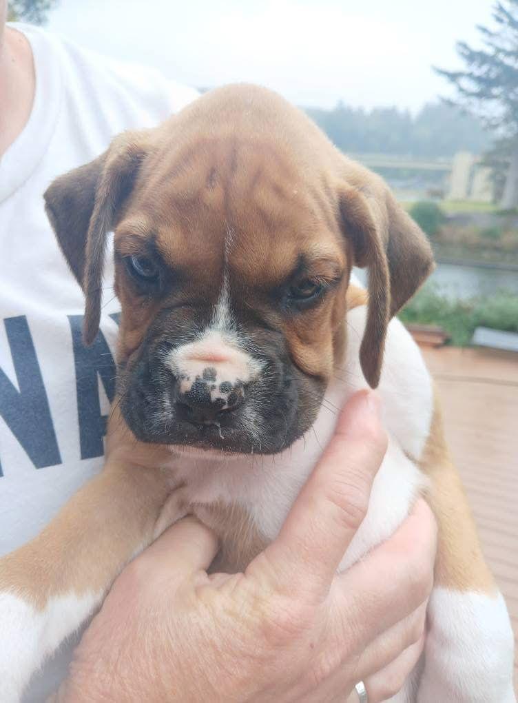 Frisco, Adopted, Puppy Male Boxer.