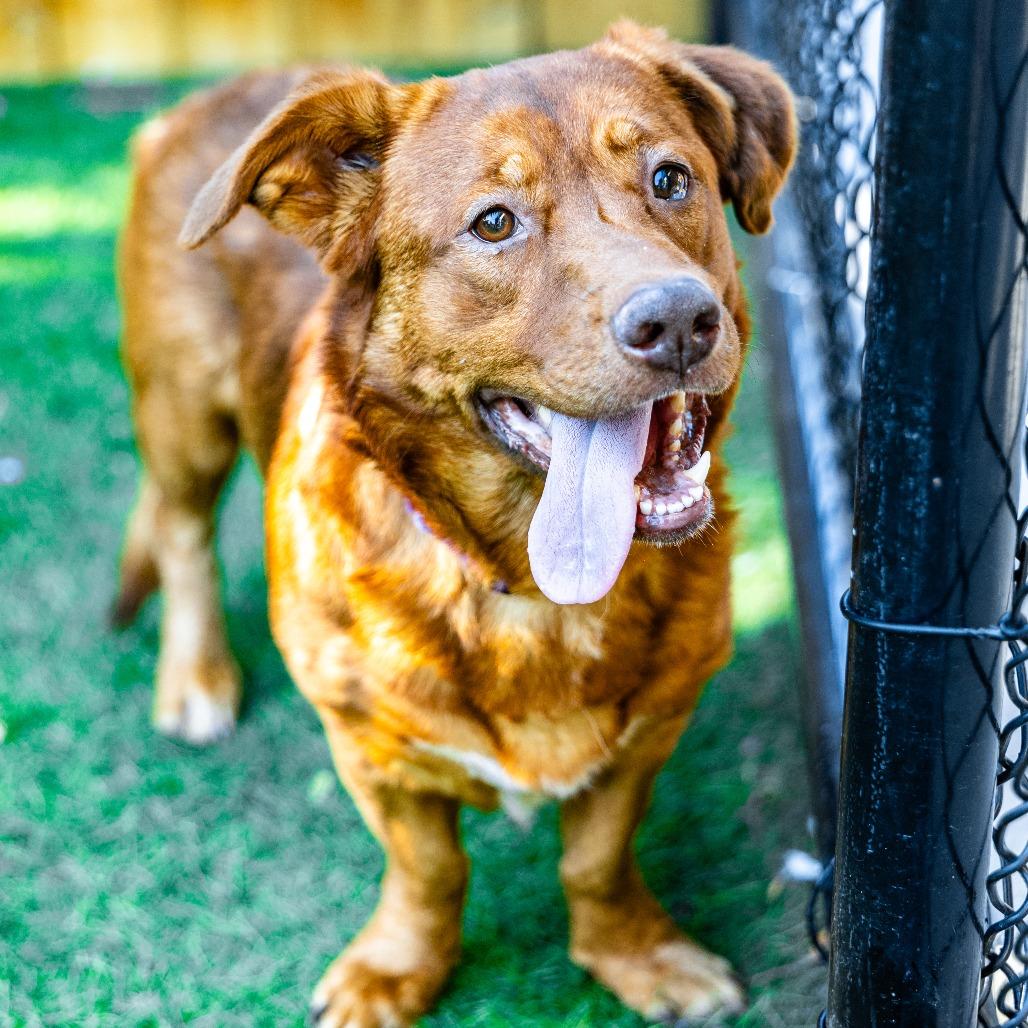 Milo, Adoptable, Adult Male Labrador Retriever.