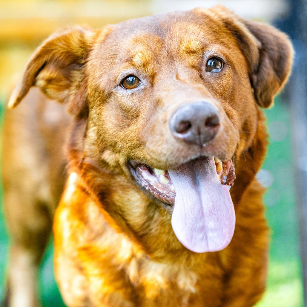 Enlarge Milo, a Adoptable mixed breed in Naperville, IL image 2/6