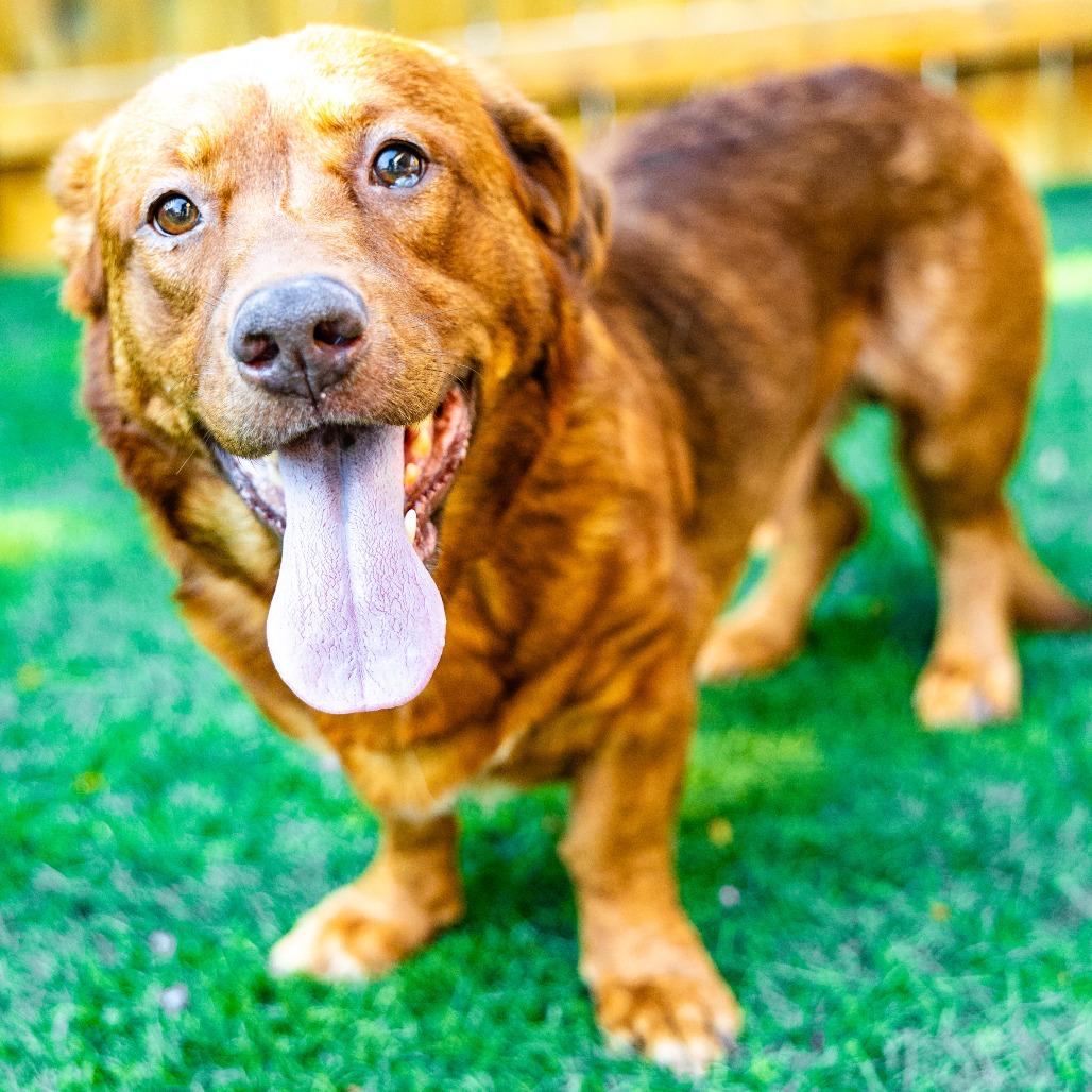 Milo, Adoptable, Adult Male Labrador Retriever.