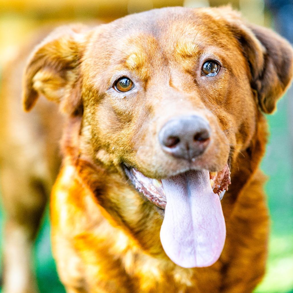 Enlarge Milo, a Adoptable mixed breed in Naperville, IL image 3/6
