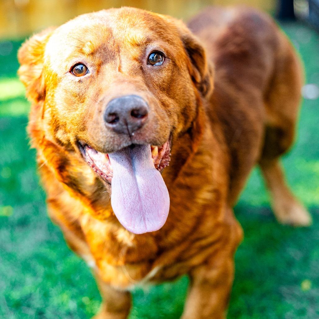Enlarge Milo, a Adoptable mixed breed in Naperville, IL image 6/6