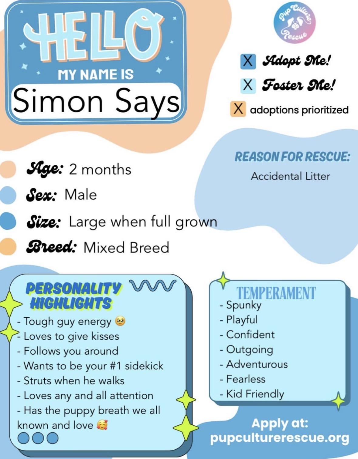 Enlarge Simon Says, a Adoptable mixed breed in Pasadena, CA image 2/6