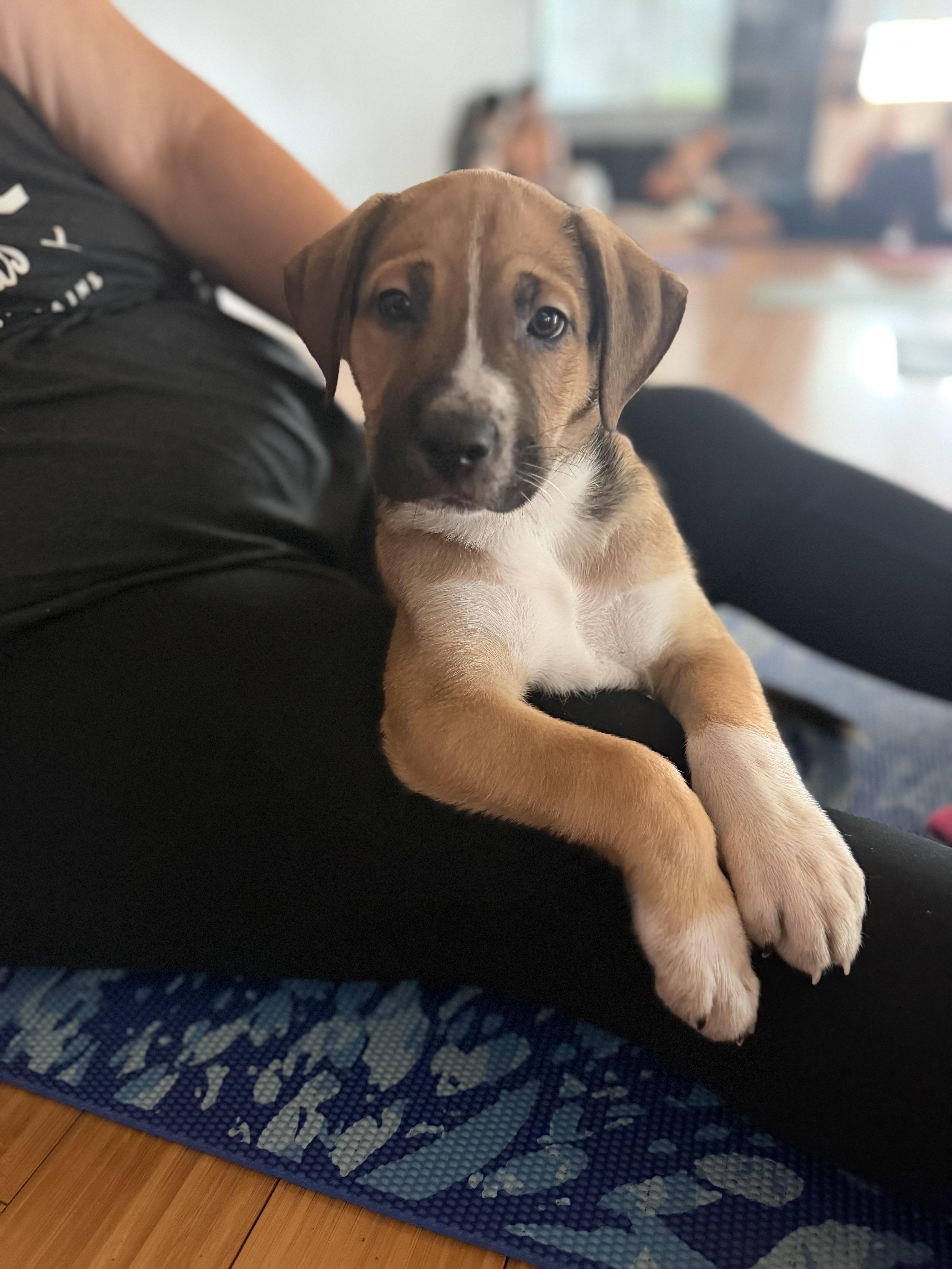 Enlarge Simon Says, a Adoptable mixed breed in Pasadena, CA image 5/6