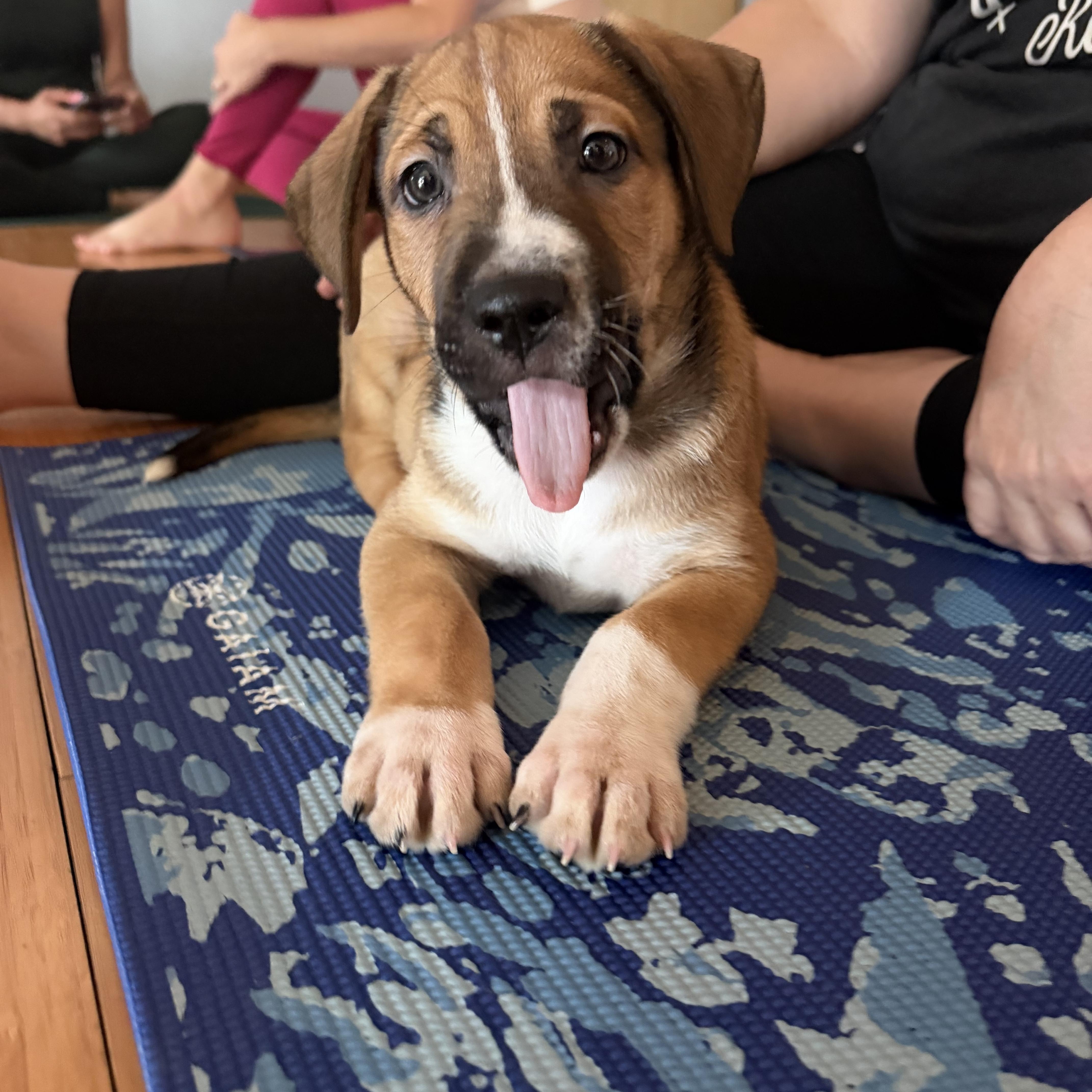 Enlarge Simon Says, a Adoptable mixed breed in Pasadena, CA image 3/6