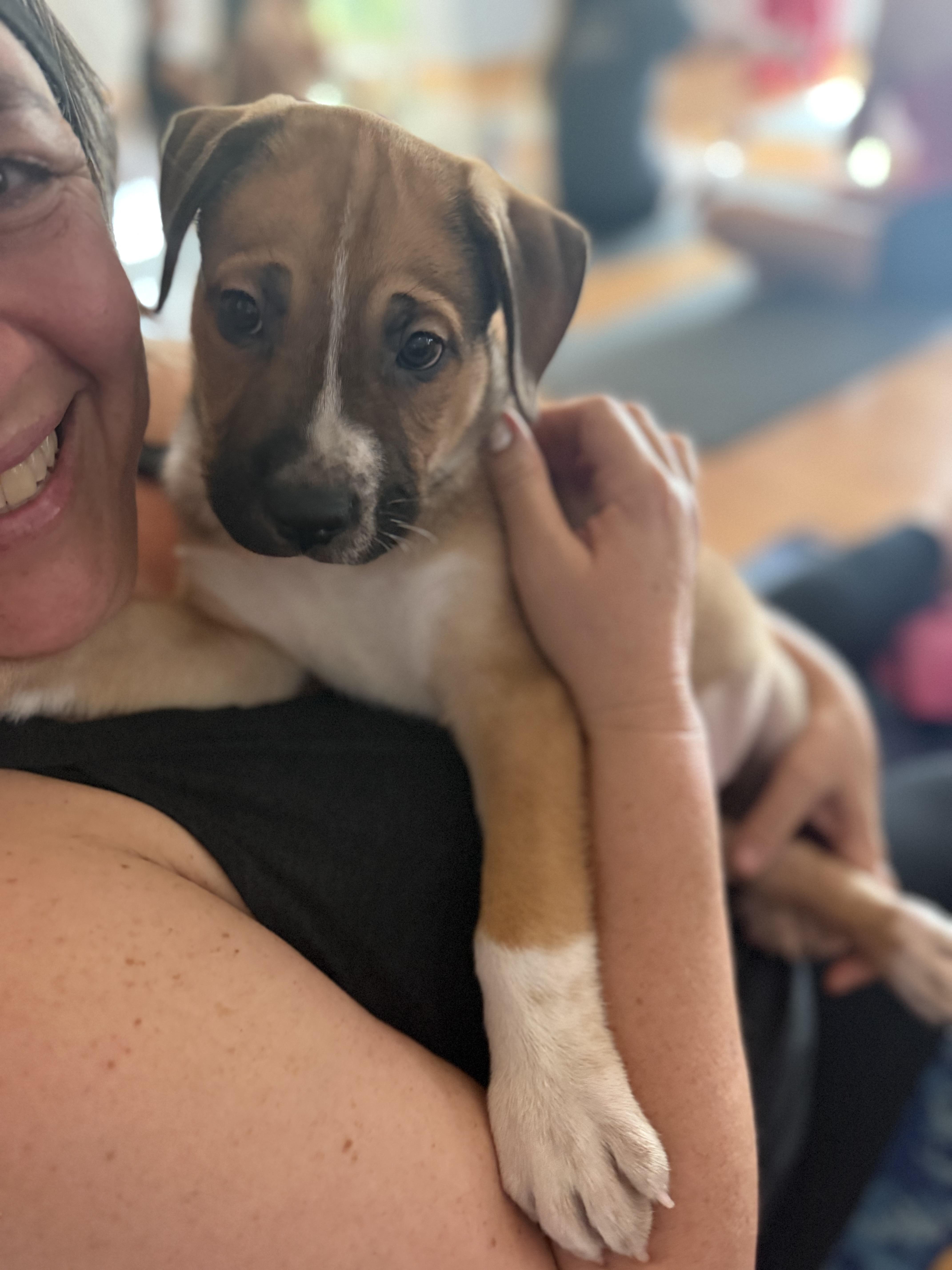 Enlarge Simon Says, a Adoptable mixed breed in Pasadena, CA image 6/6
