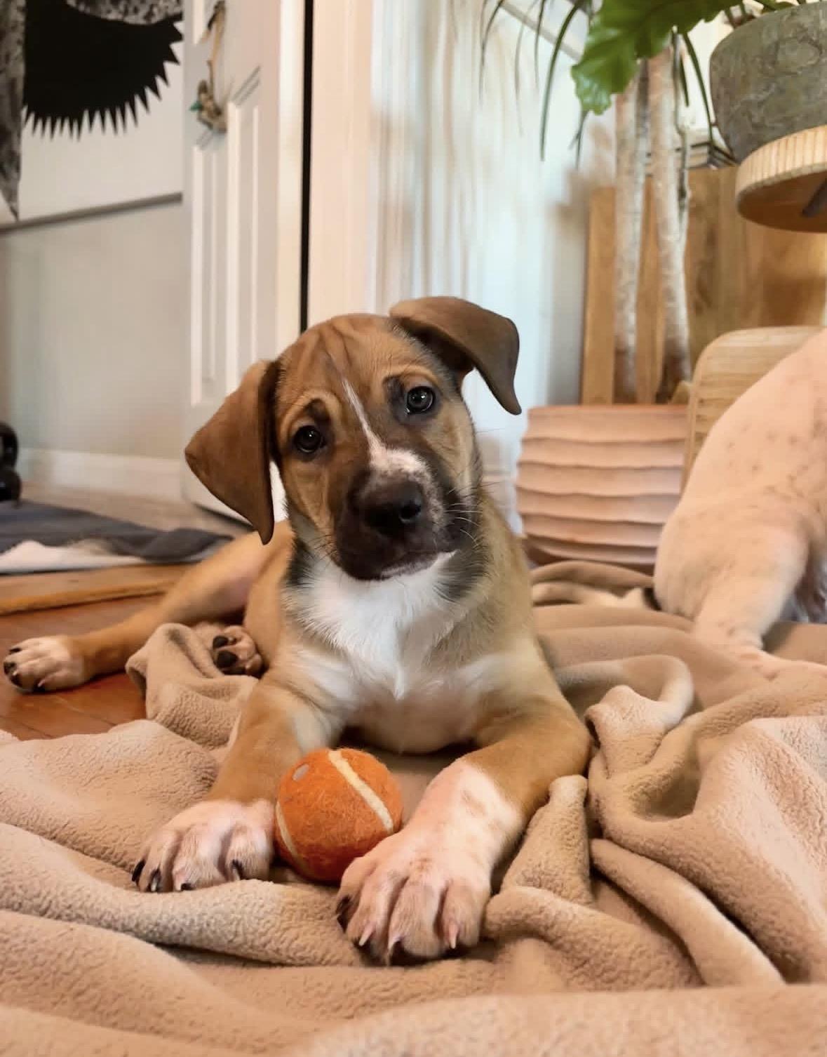 Simon Says, Adoptable, Puppy Male Labrador Retriever & Pointer.