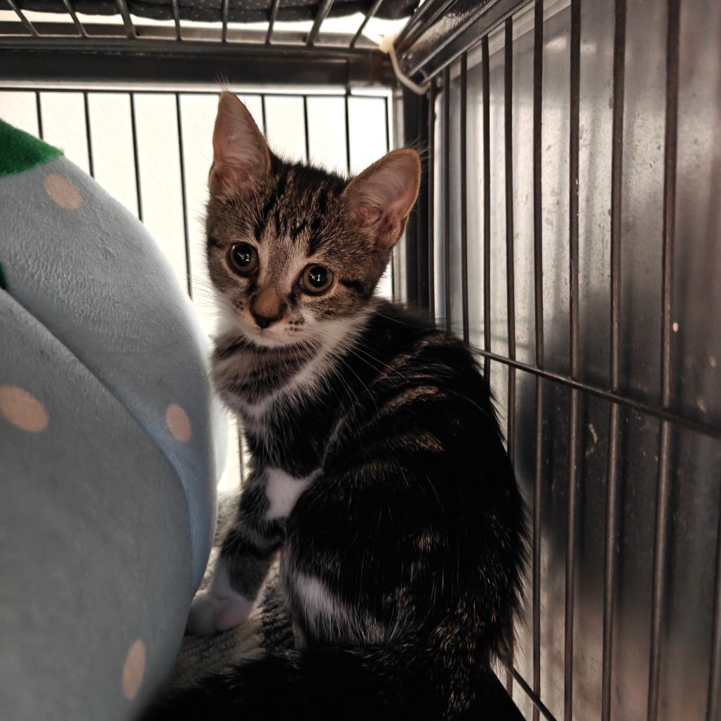 Enlarge Owl, a Adoptable Domestic Short Hair in New Orleans, LA image 4/5