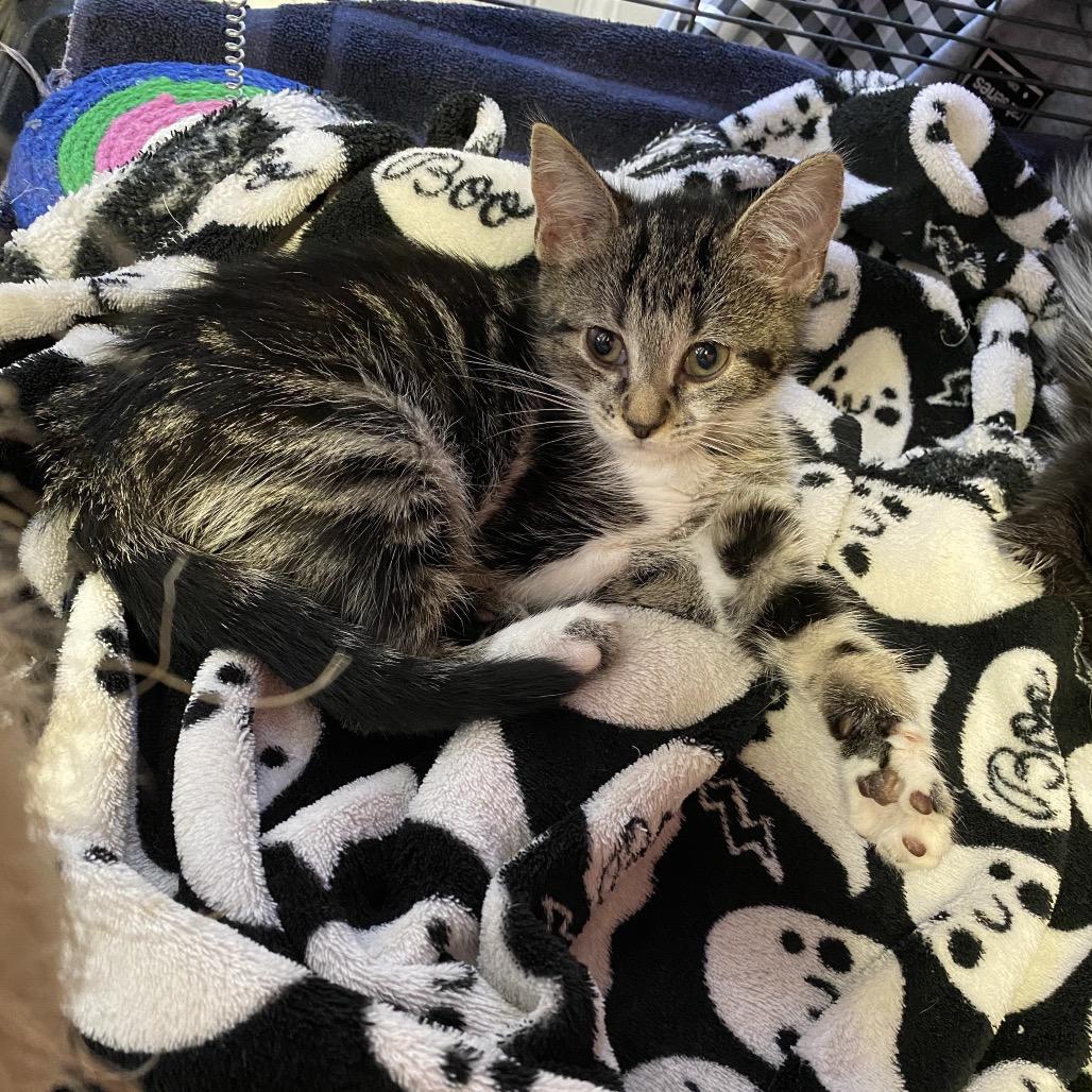 Enlarge Owl, a Adoptable Domestic Short Hair in New Orleans, LA image 5/5