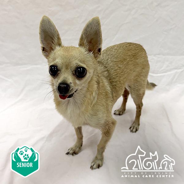 Enlarge TANNER, a Adoptable Chihuahua in Irvine, CA image 1/1
