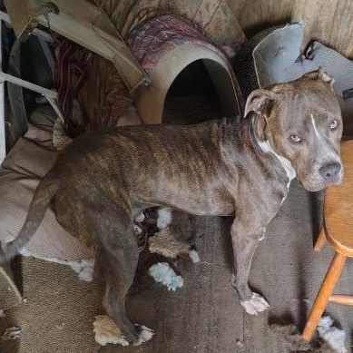 Enlarge Rusty, a ADOPTABLE mixed breed in Carson, NM image 2/2