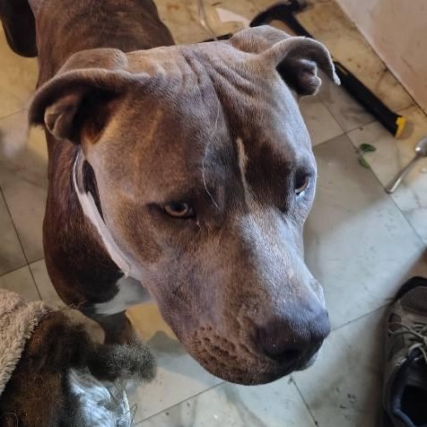 Rusty, ADOPTABLE, Young Male Pit Bull Terrier.