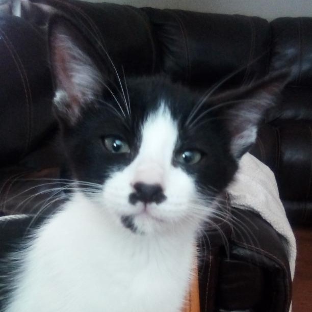 Tisket & Tasket - Black and White Kittens Ready to Join Your Fam American Shorthair Cat