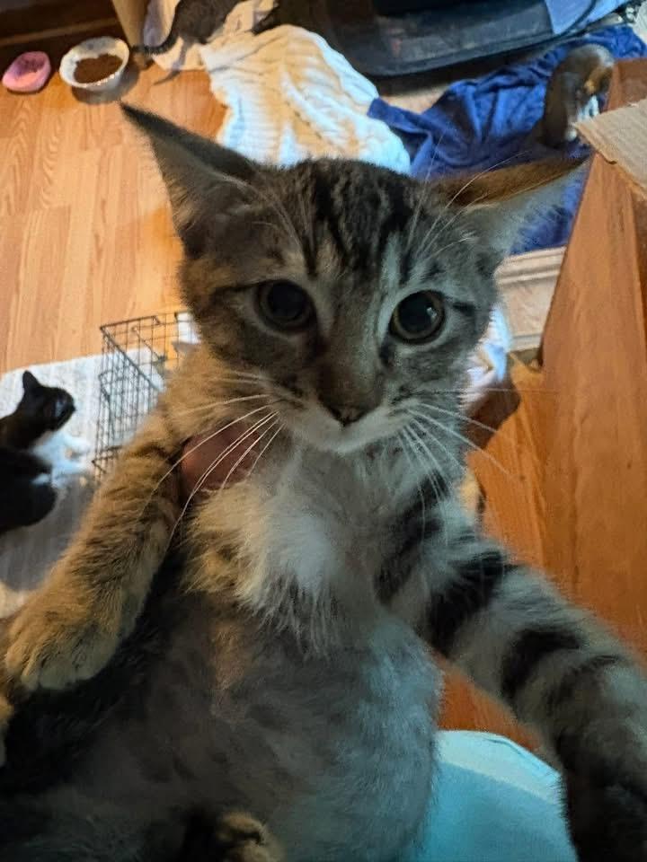 Mellie, a Adoptable Domestic Short Hair in Richmond, VA image 2/3