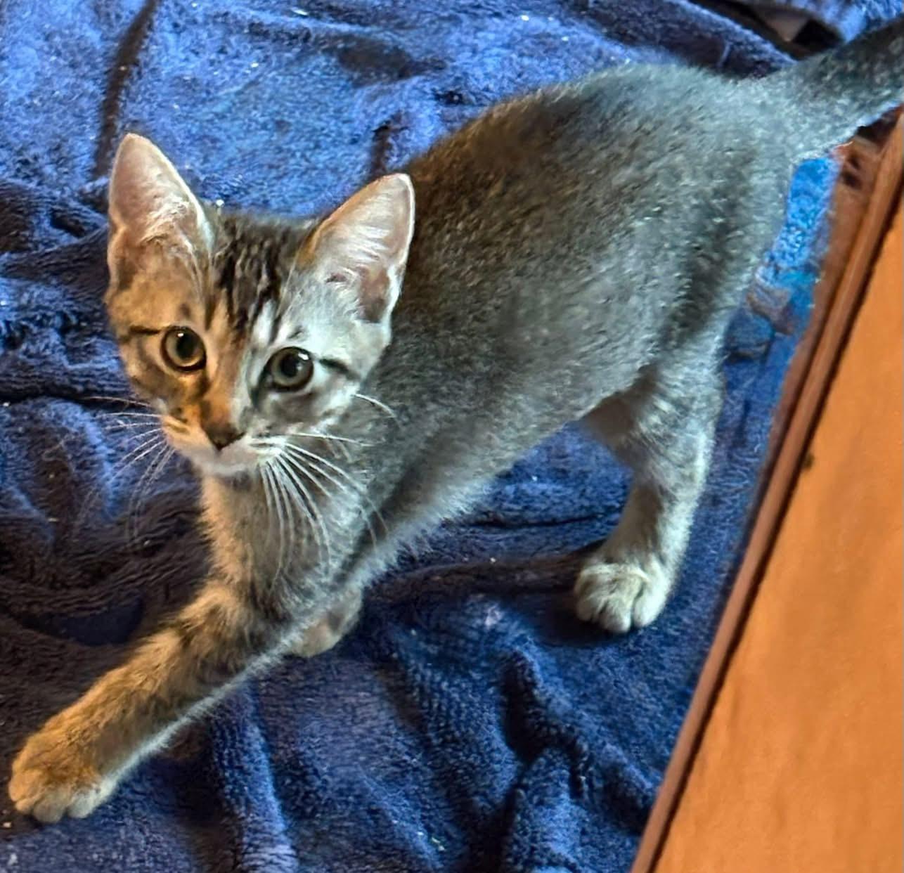 Mellie, a Adoptable Domestic Short Hair in Richmond, VA image 3/3