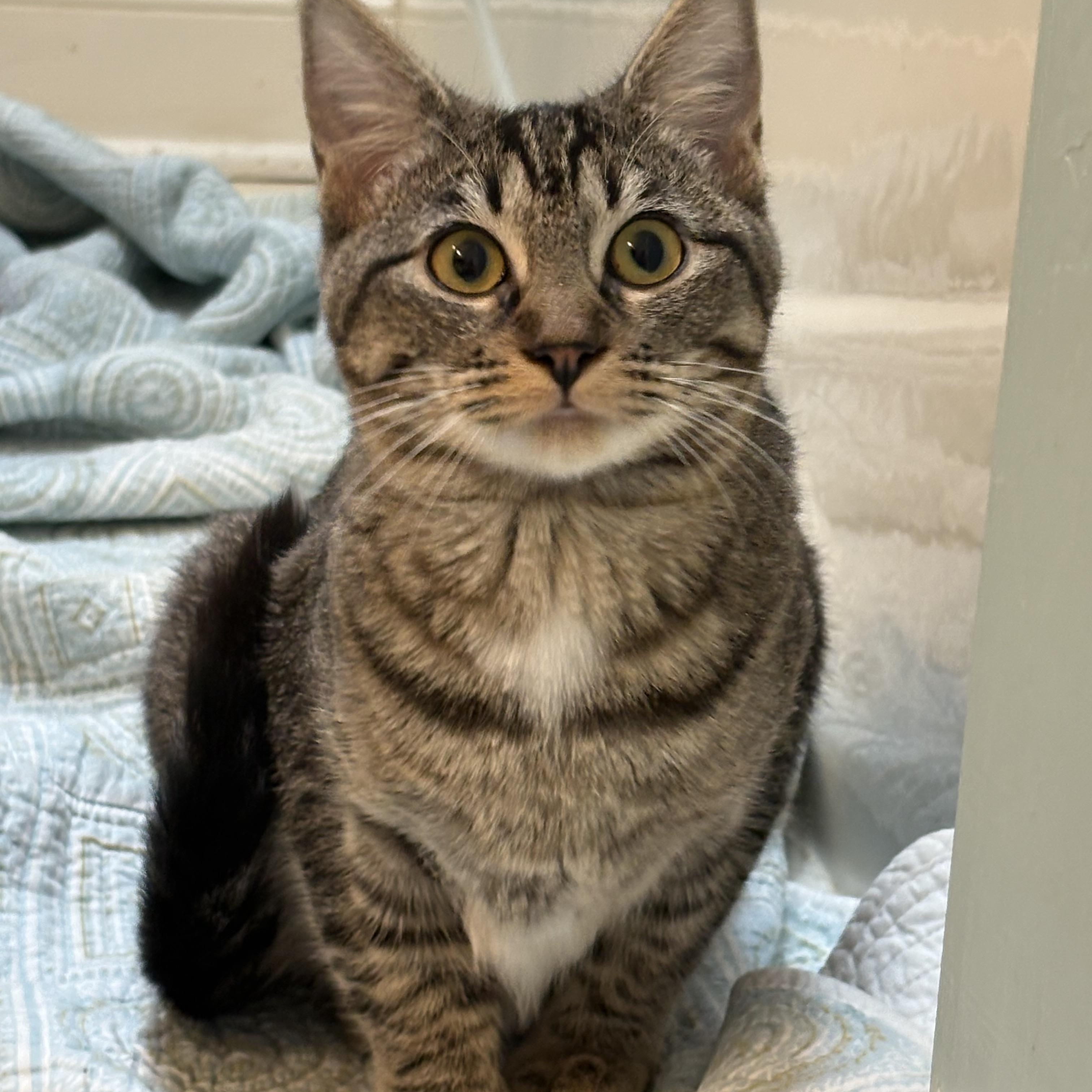Mellie, a Adoptable Domestic Short Hair in Richmond, VA image 1/3