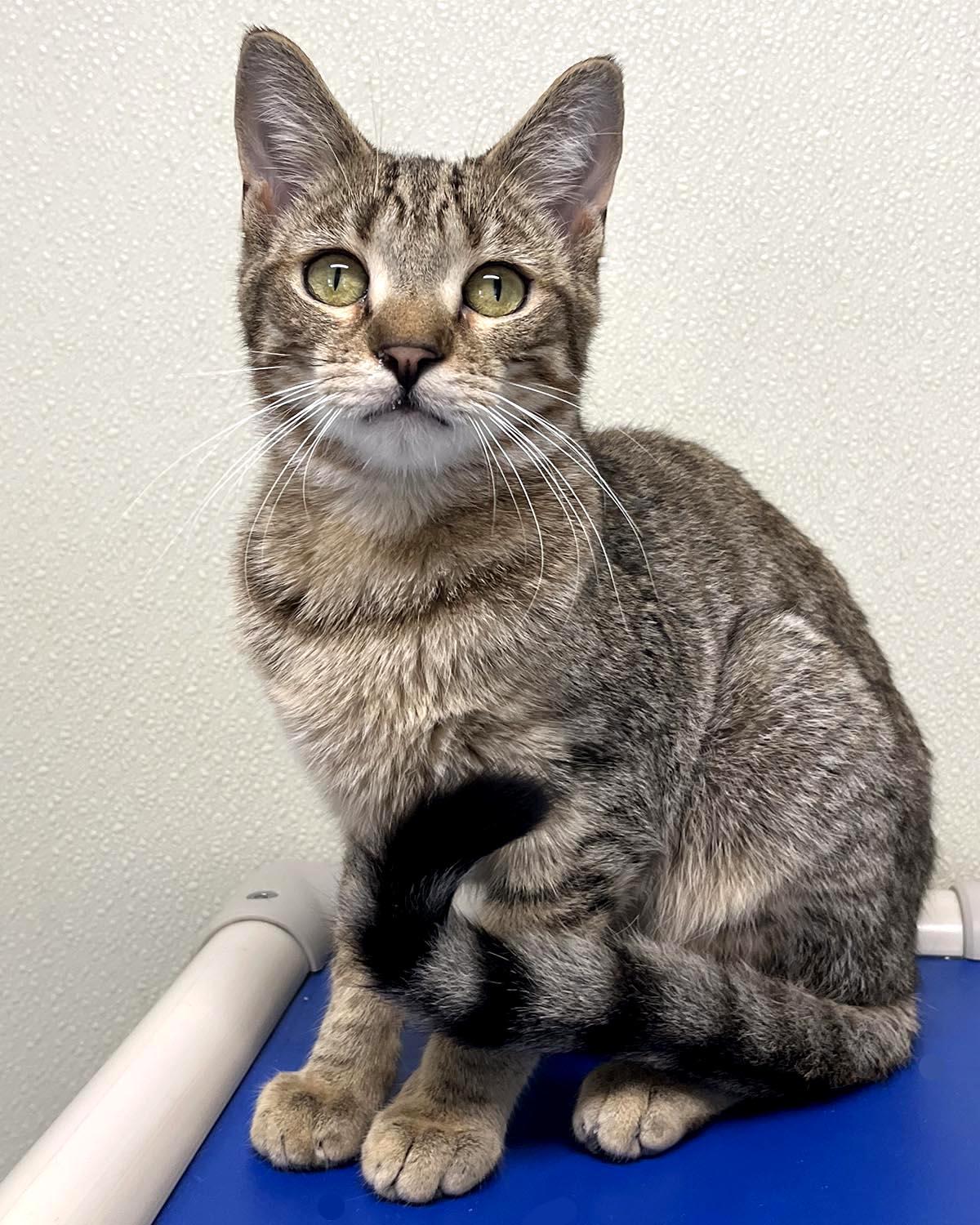 Woody, a Adoptable mixed breed in Cashiers, NC image 2/5