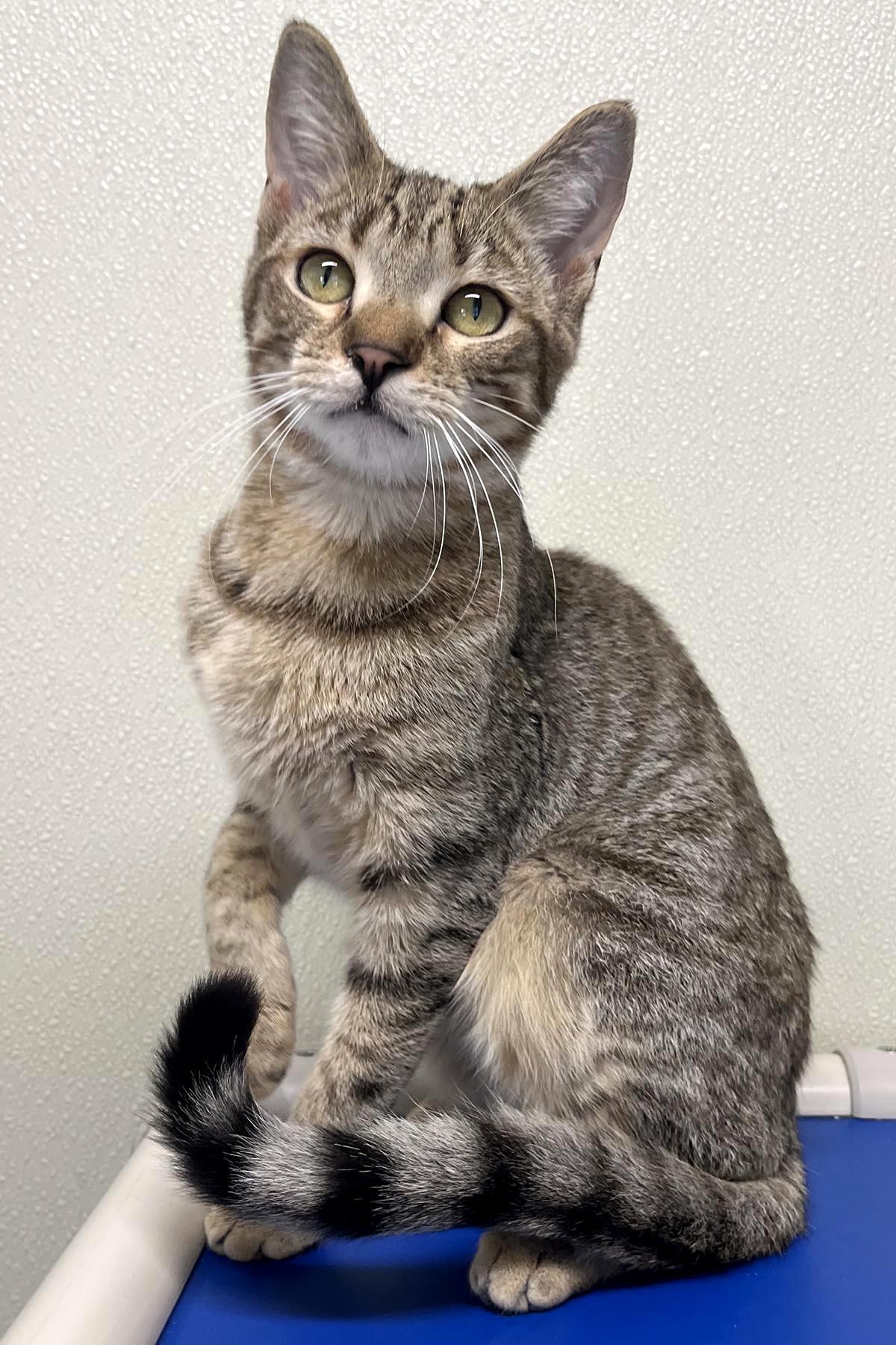 Woody, a Adoptable mixed breed in Cashiers, NC image 5/5