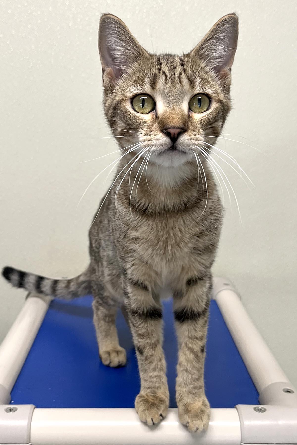 Woody, a Adoptable mixed breed in Cashiers, NC image 3/5