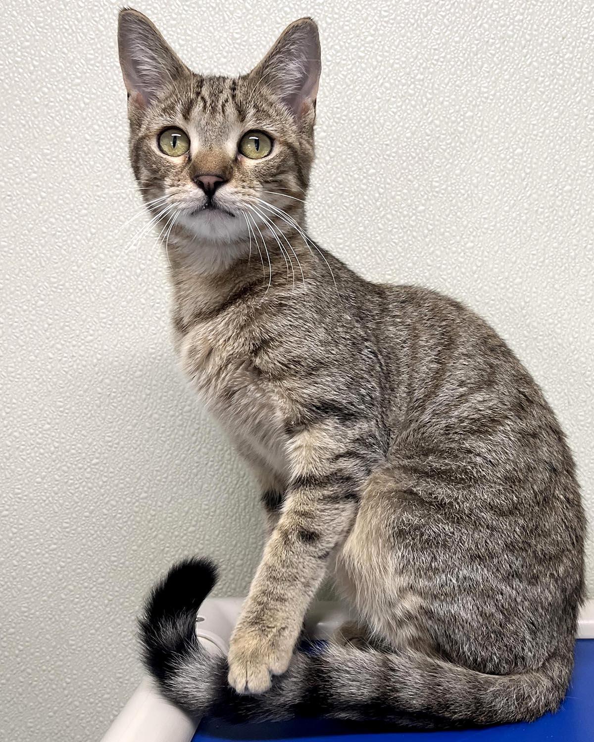 Woody, a Adoptable mixed breed in Cashiers, NC image 1/5