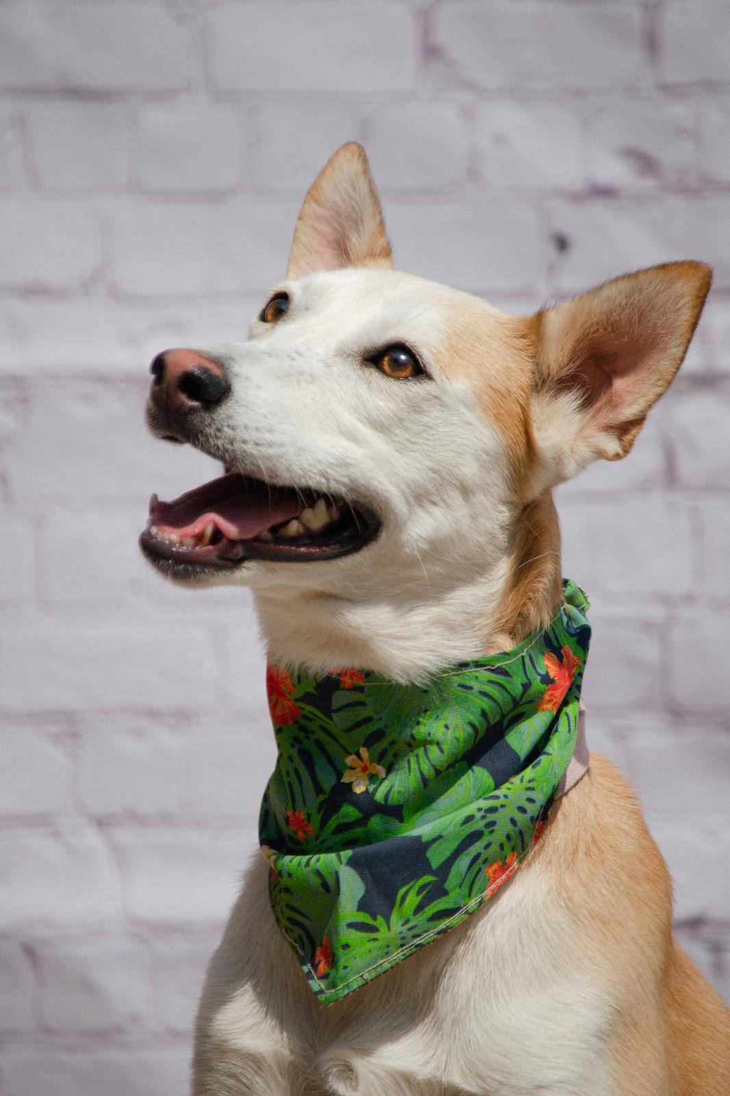 Enlarge Takis, an adopted mixed breed in Hilton, NY image 1/4