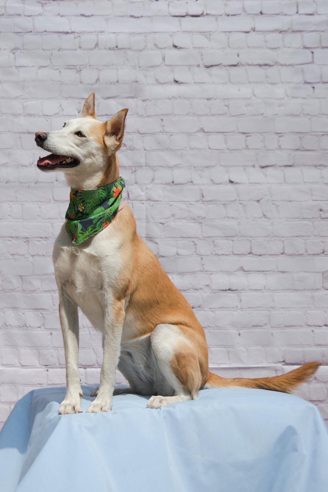 Enlarge Takis, an adopted mixed breed in Hilton, NY image 2/4