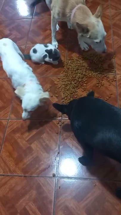 Enlarge Takis, an adopted mixed breed in Hilton, NY video 4/4