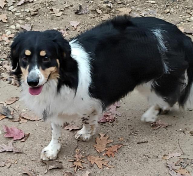 James Harlan, Adoptable, Adult Male Border Collie & Australian Shepherd.