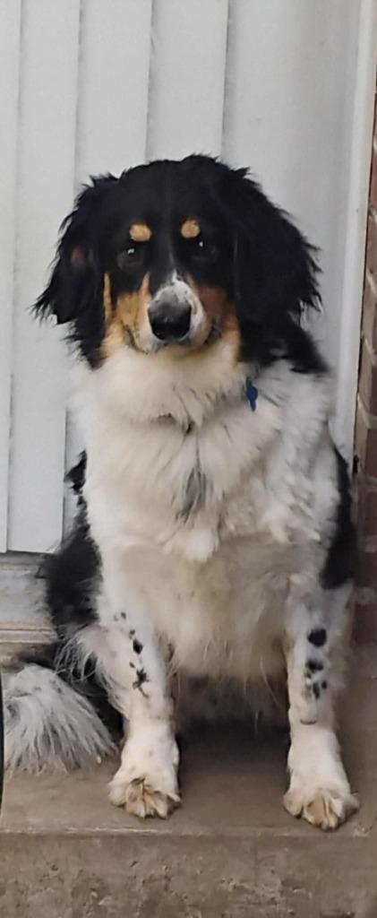 Enlarge James Harlan, a Adoptable mixed breed in Indianapolis, IN image 2/4