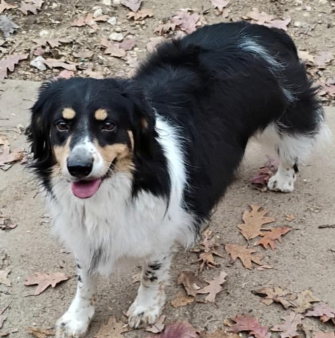 Enlarge James Harlan, a Adoptable mixed breed in Indianapolis, IN image 3/4