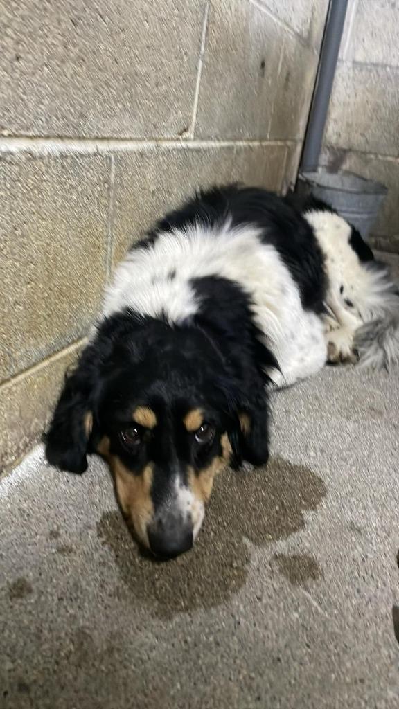 James Harlan, Adoptable, Adult Male Border Collie & Australian Shepherd.