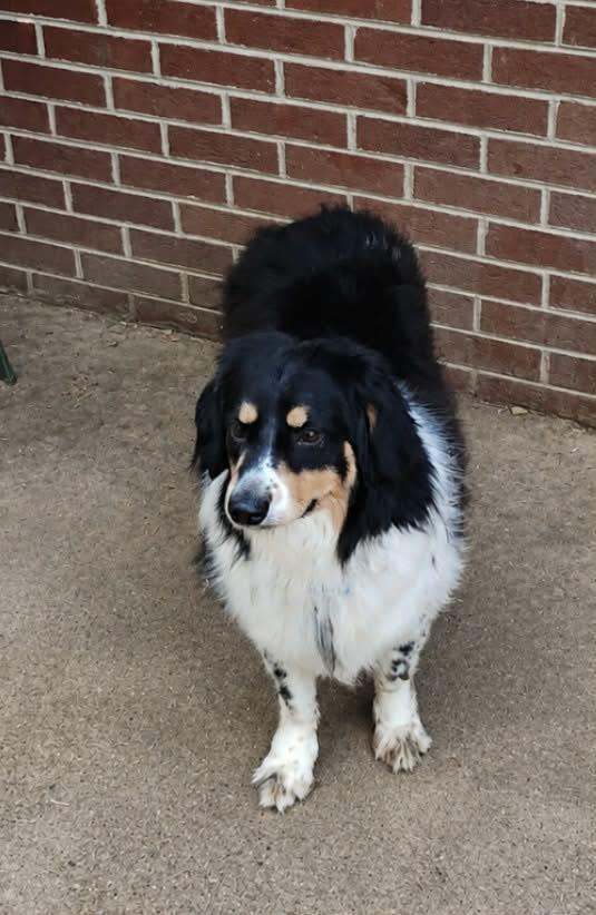 Enlarge James Harlan, a Adoptable mixed breed in Indianapolis, IN image 5/5