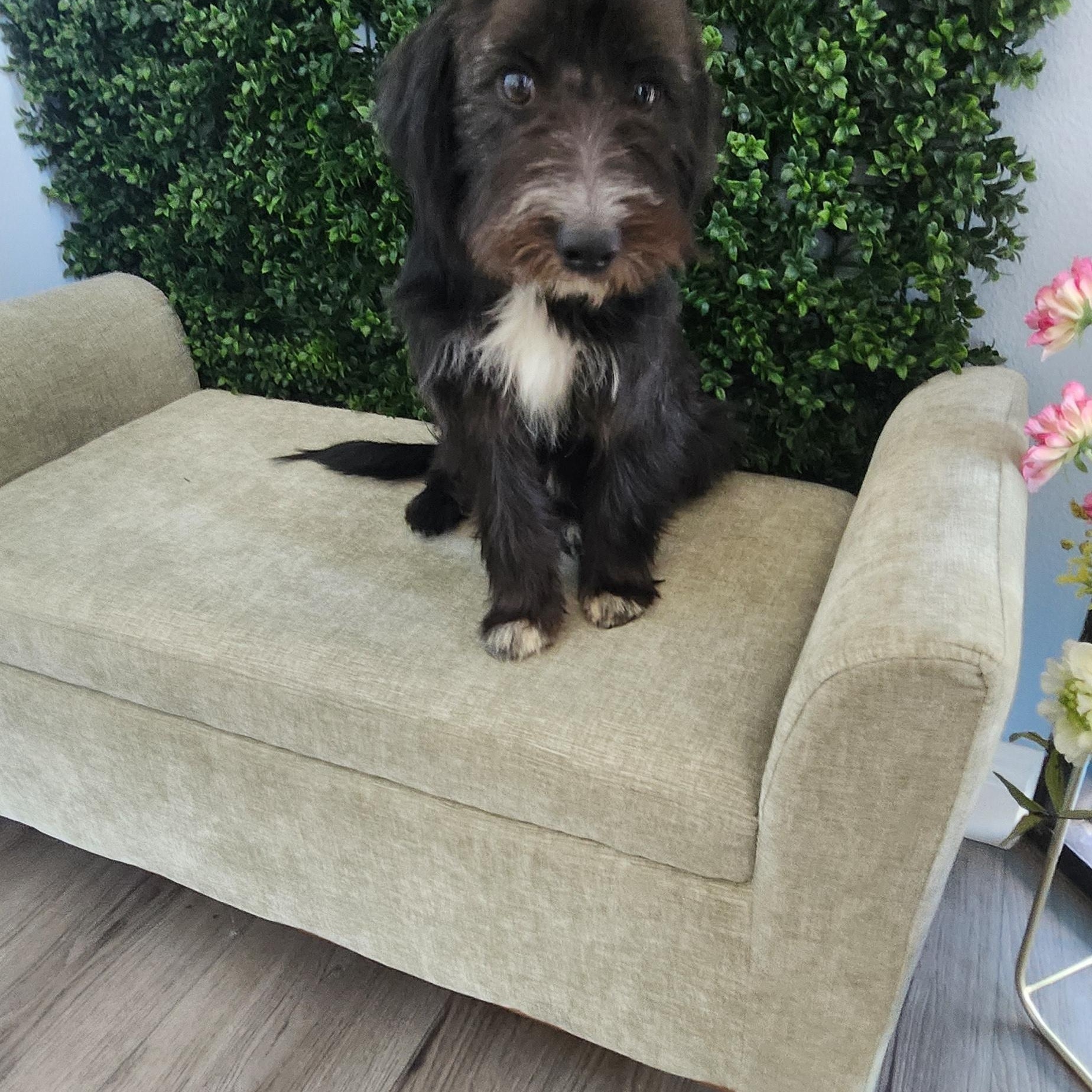 George, an adoptable Schnoodle in Torrance, CA, 90505 | Photo Image 1