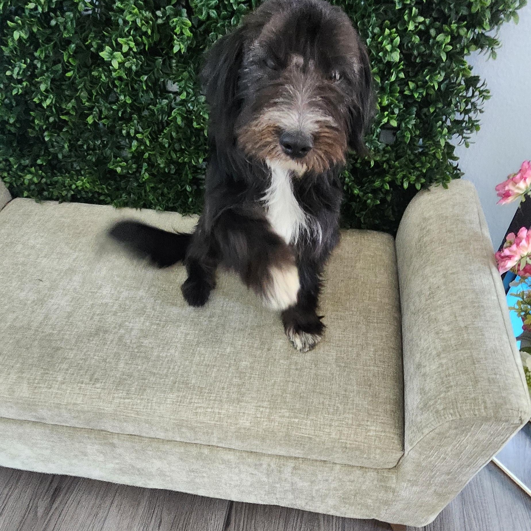 George, an adoptable Schnoodle in Torrance, CA, 90505 | Photo Image 3