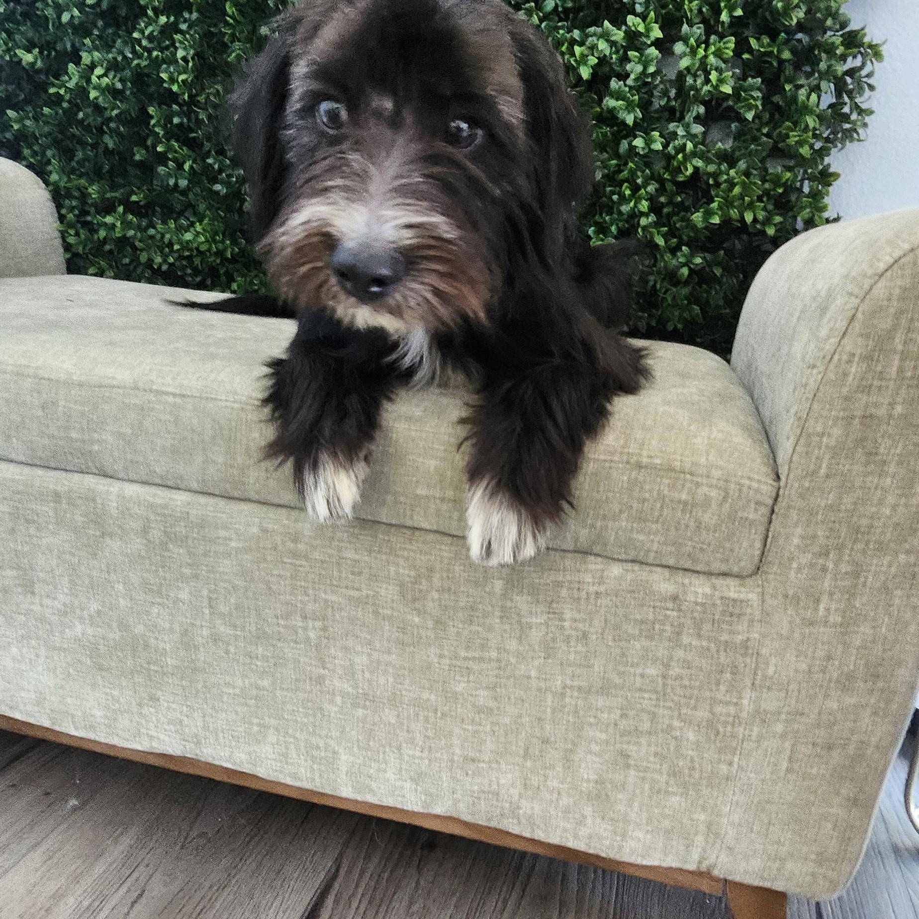 George, an adoptable Schnoodle in Torrance, CA, 90505 | Photo Image 2