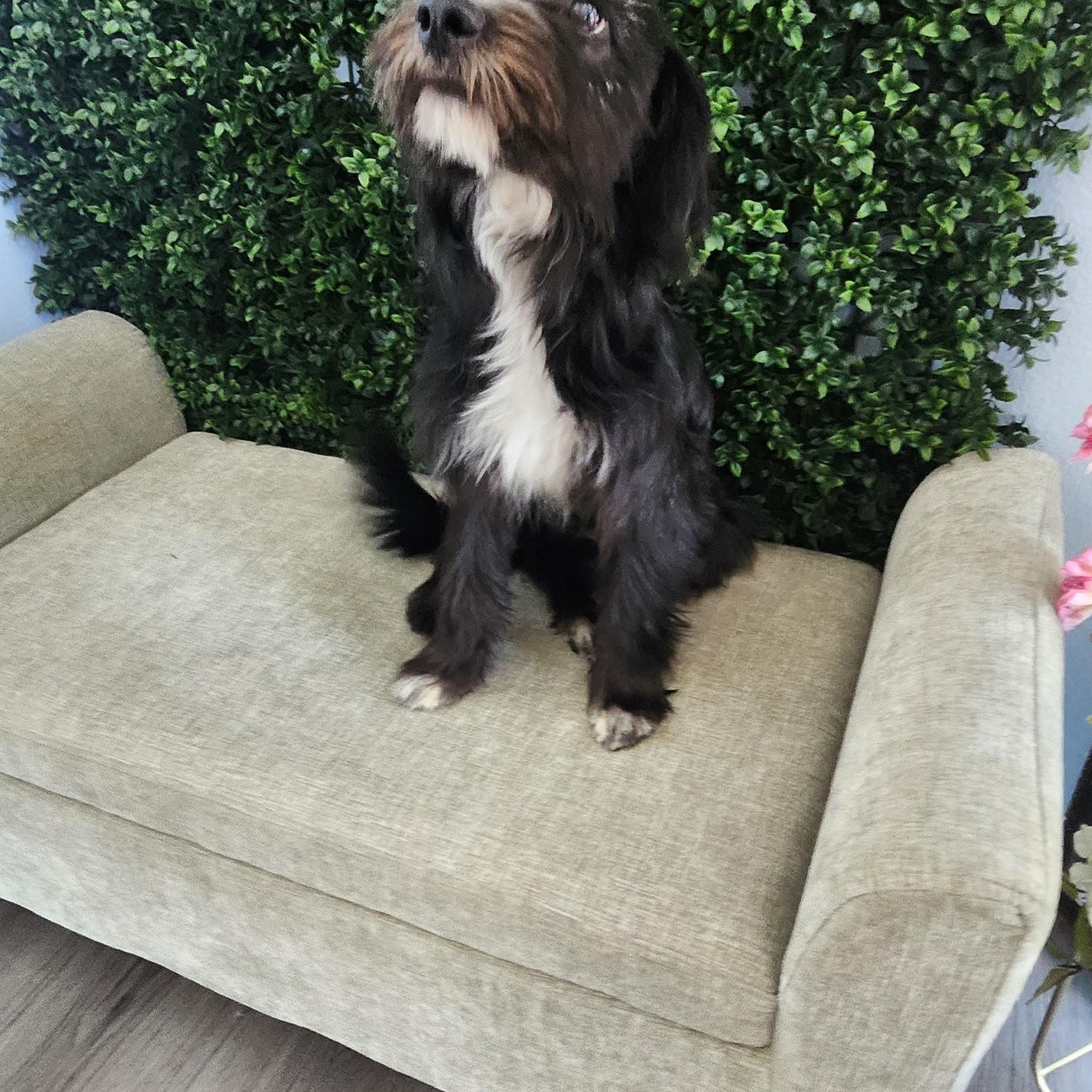 George, an adoptable Schnoodle in Torrance, CA, 90505 | Photo Image 4