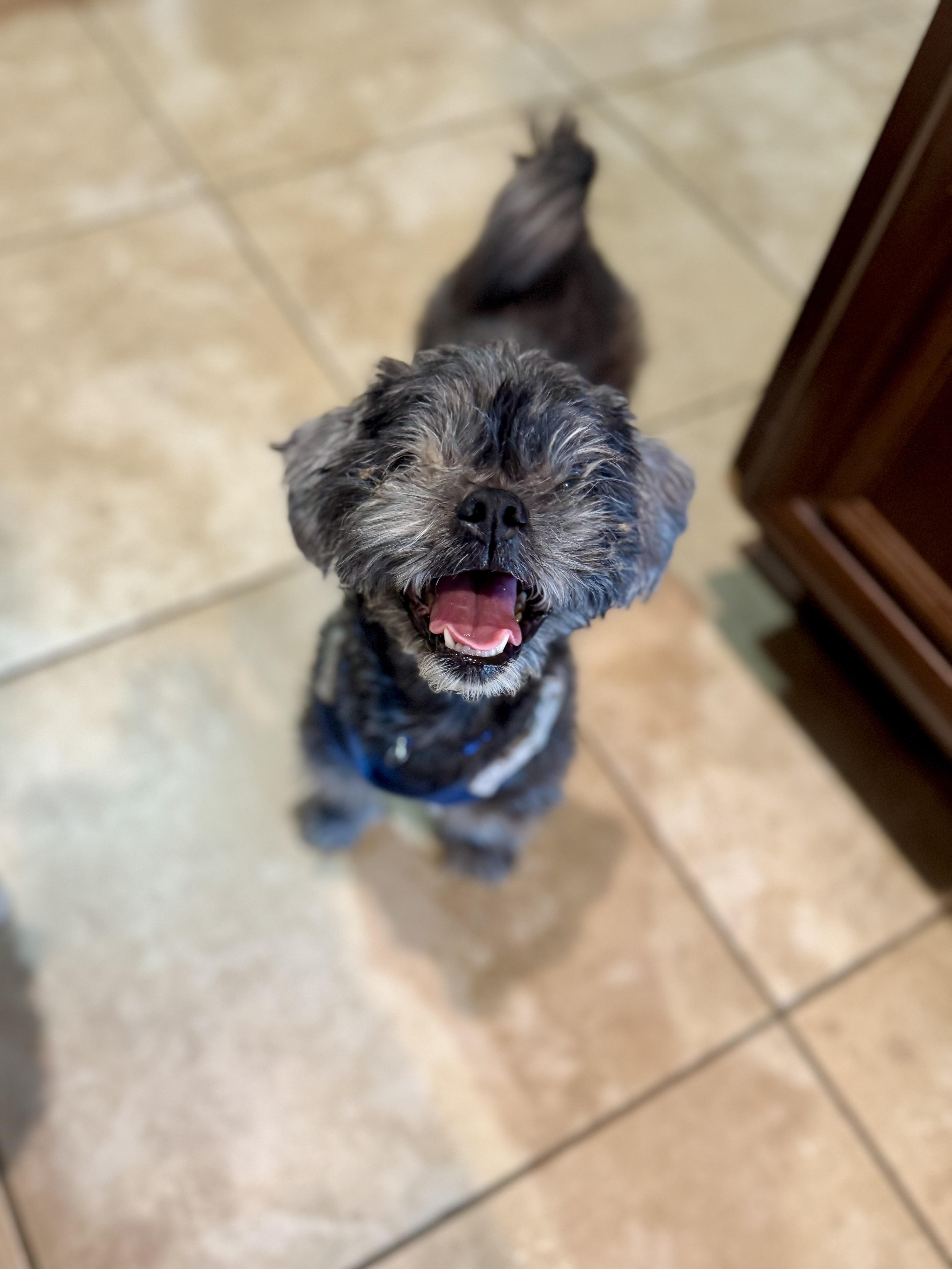 Enlarge Bentley & Berkeley, a ADOPTABLE Shih Tzu in Mount Meigs, AL image 3/4