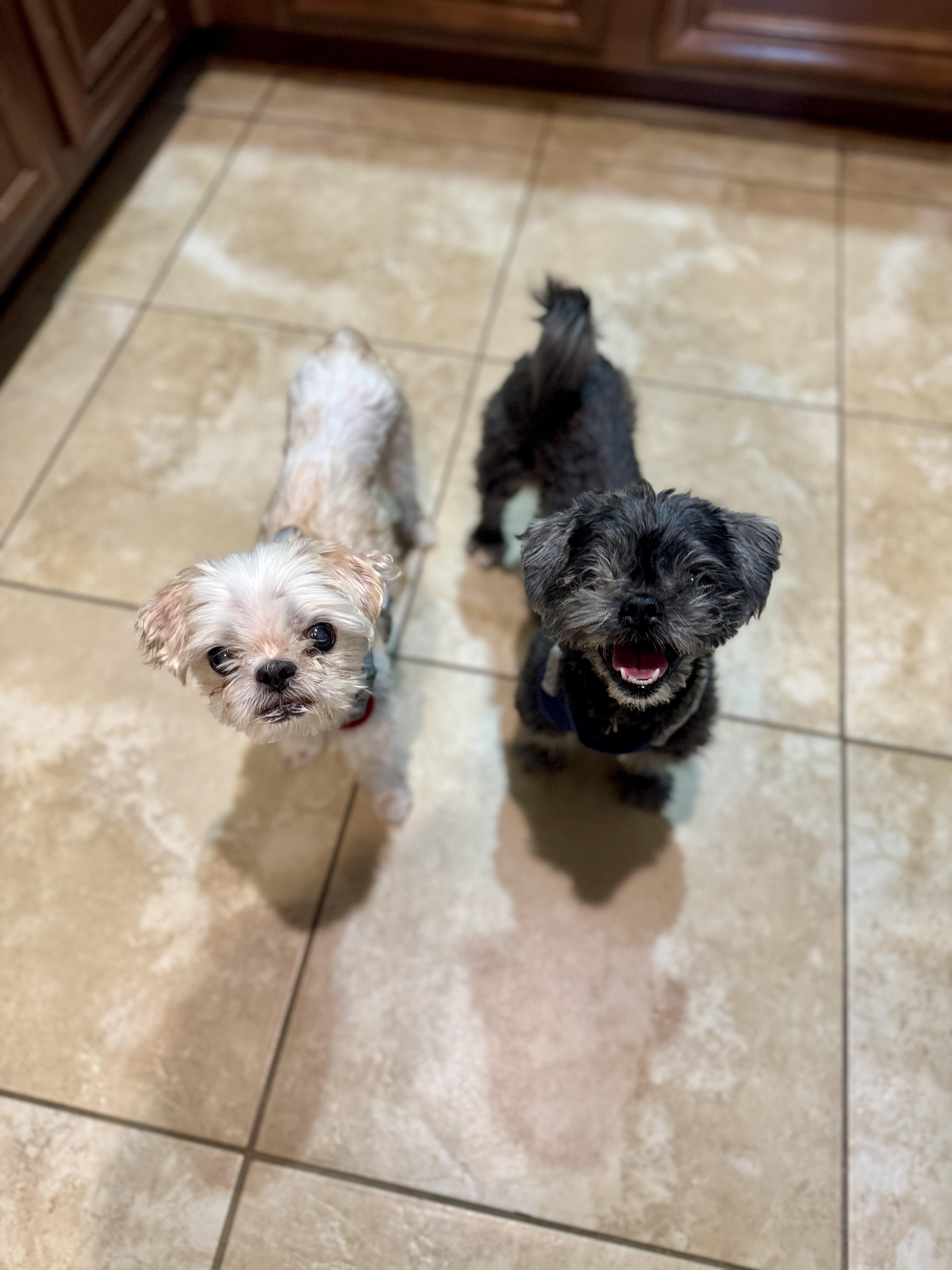 Bentley & Berkeley, ADOPTABLE, Senior Male Shih Tzu.