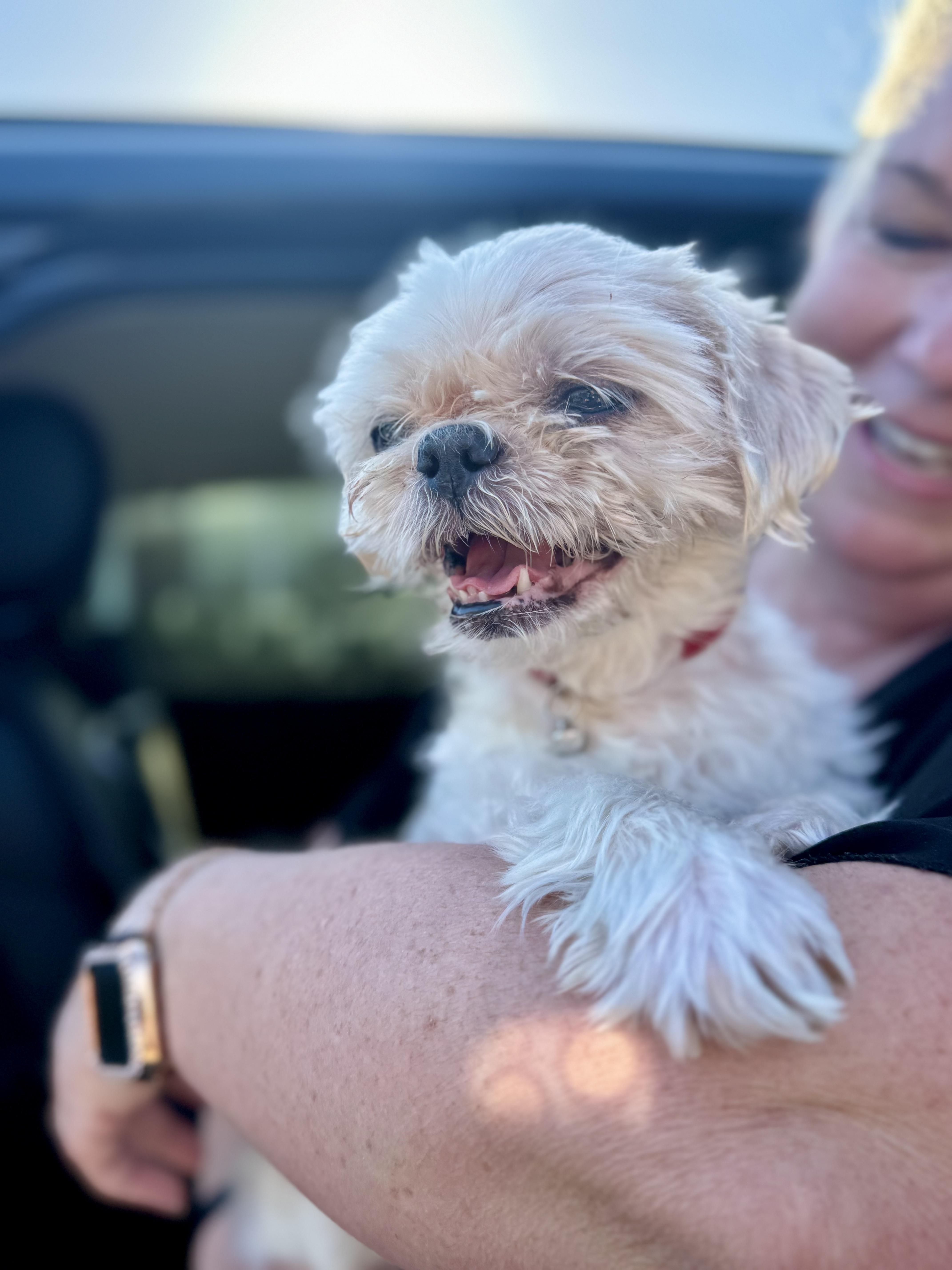 Enlarge Bentley & Berkeley, a ADOPTABLE Shih Tzu in Mount Meigs, AL image 2/4