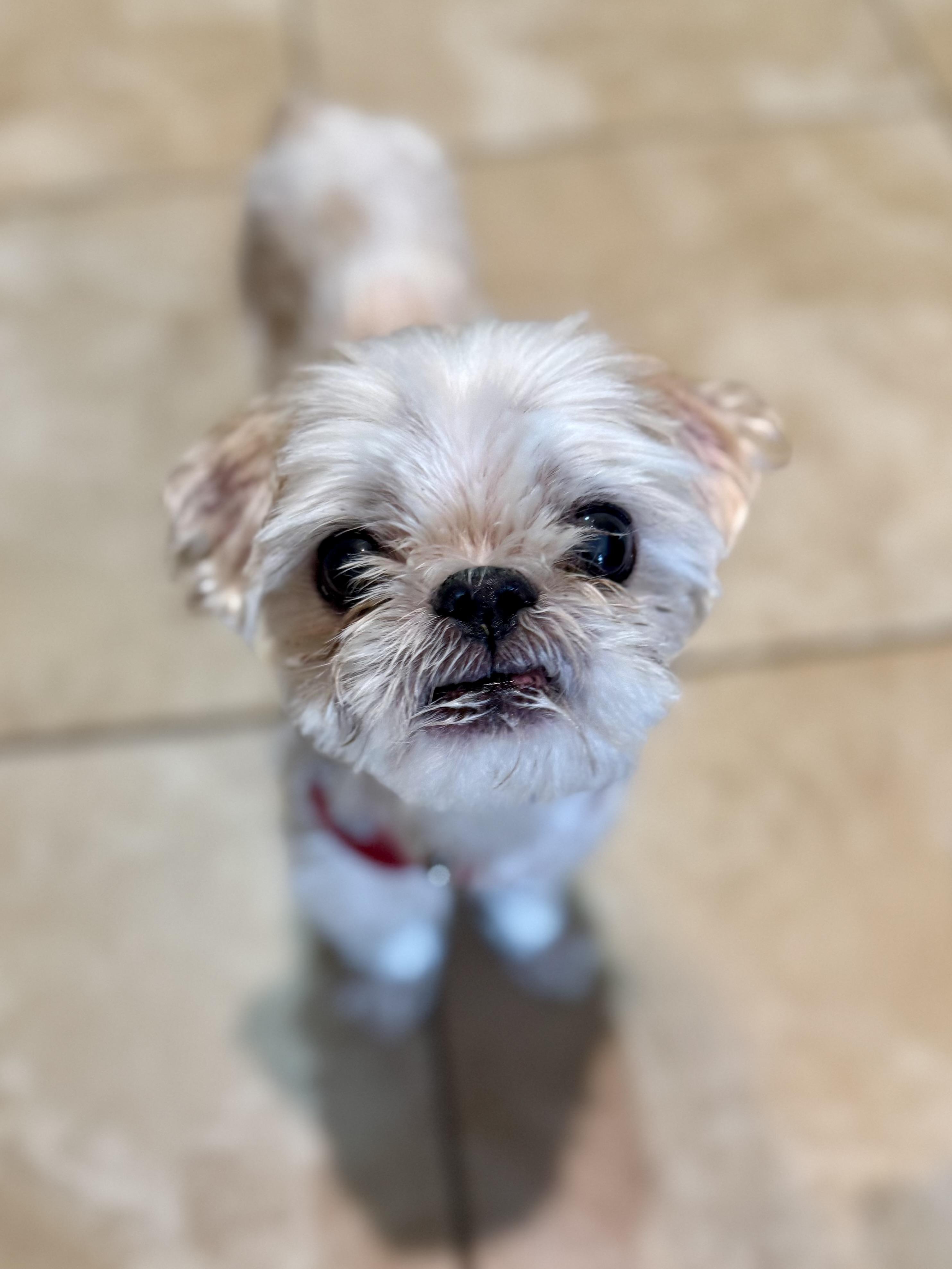 Enlarge Bentley & Berkeley, a ADOPTABLE Shih Tzu in Mount Meigs, AL image 4/4