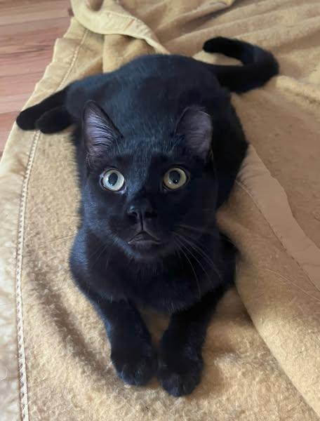 Levi & Strauss, Adoptable, Young Male Domestic Short Hair.