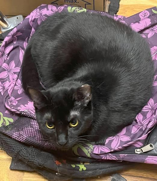 Levi & Strauss, a Adoptable Domestic Short Hair in Wadsworth, OH image 2/2